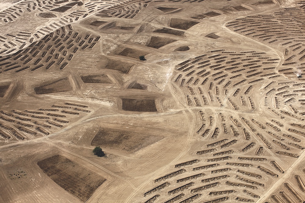 Desert Bloom